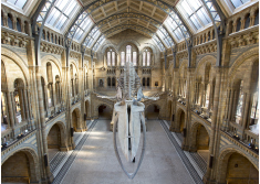prestigious Hintze Hall project for The Natural History Museum